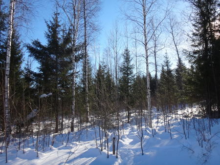 Forest in the winter with snowの写真素材