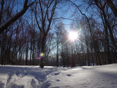 Park in winterの写真素材