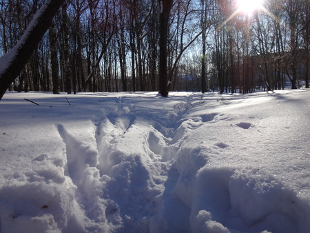 Park in winterの写真素材