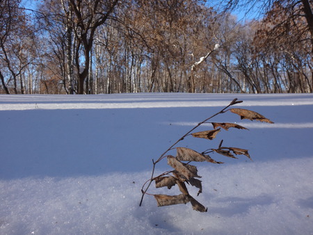 Park in winterの写真素材