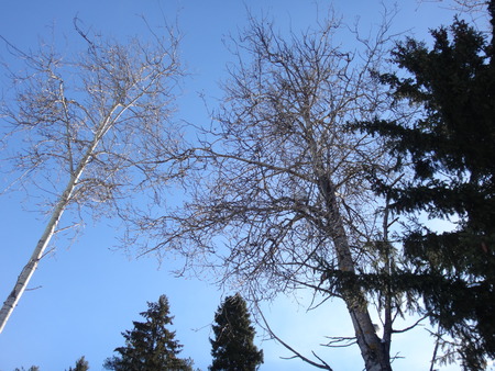 Treeses and the skyの写真素材