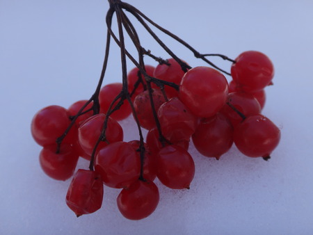 berries of the rowan in the snowの写真素材