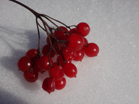 berries of the rowan in the snowの写真素材
