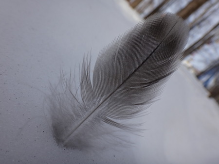 Feather winter on snow backgroundの写真素材