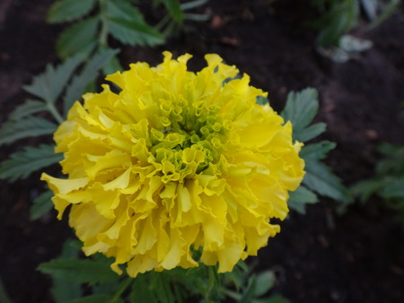Flower in the springの写真素材