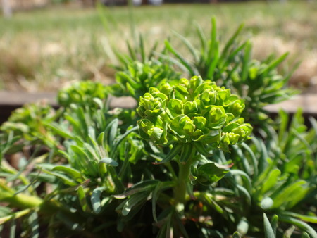 Grass in the springの写真素材