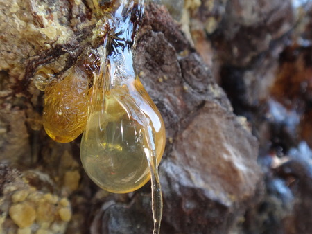 Resin on the triesの写真素材