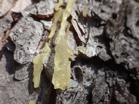 Resin on the triesの写真素材