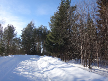 Winter road in the forestの写真素材