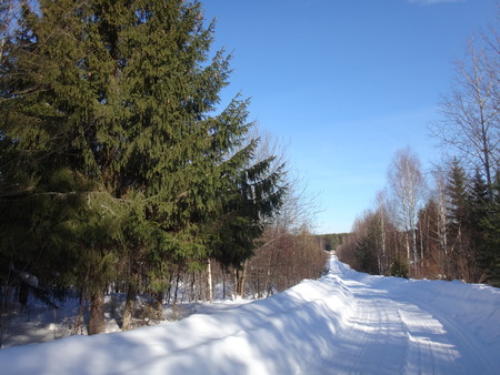 Winter road in the forestの写真素材