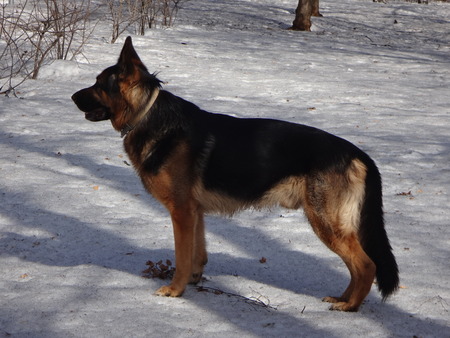 Dog in winter sunny dayの写真素材