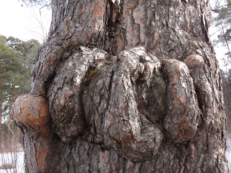 The bark of trees