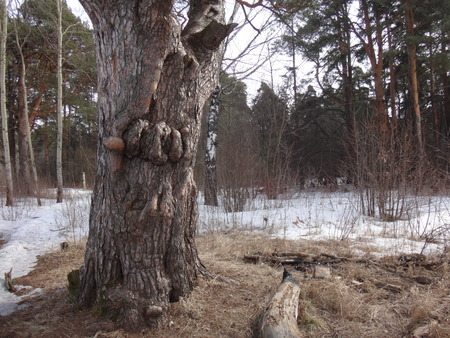 Trees in the winterの写真素材