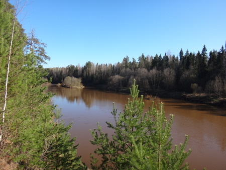 Broun river in early spring in the forestの写真素材