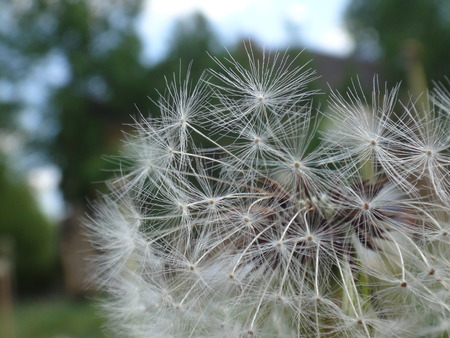 Dandelion flower in the early springの写真素材