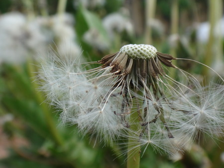 Dandelion flower in the early springの写真素材