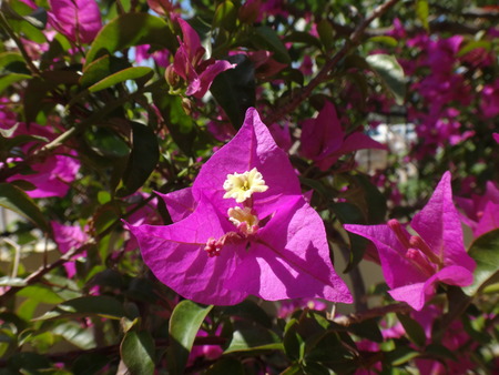 Flower in sunny summer dayの写真素材