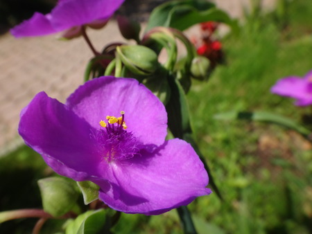 Flower in sunny summer dayの写真素材