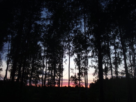 The red sunset and the dark silhouettes of the trees in the summer nightの写真素材