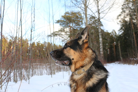 Big dog in the forest in a winter day