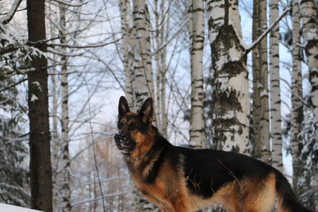 German shepherd dog in winter dayの写真素材