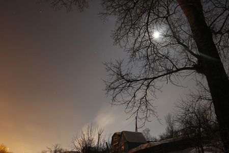 Moon in the night and dark trees in winterの写真素材