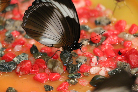 butterflyの写真素材