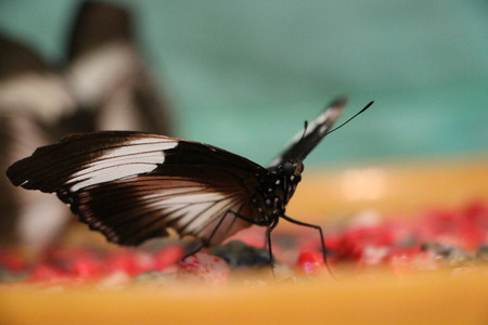 butterflyの写真素材