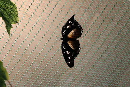 butterflyの写真素材