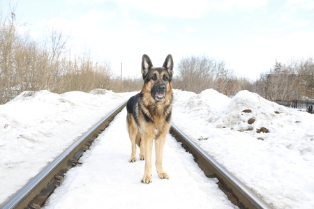 German shepherd dog in winter dayの写真素材