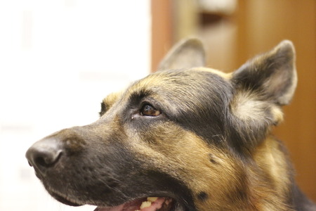 Dog German shepherd and her faceの写真素材