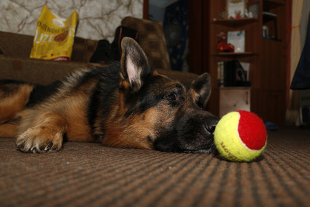 Big german shepherd dog in the roomの写真素材