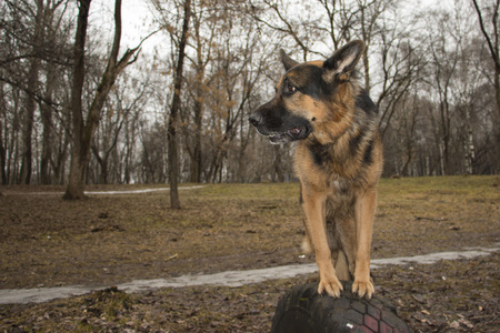 German shepherd dog in beautiful spring dayの写真素材