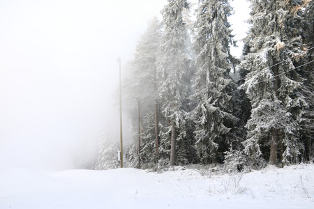Trees in cold winter day and snowの写真素材