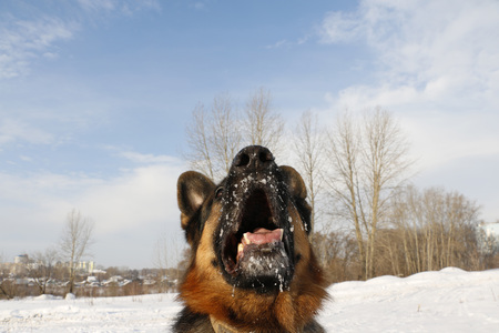 German shepherd dog on snow in winter dayの写真素材