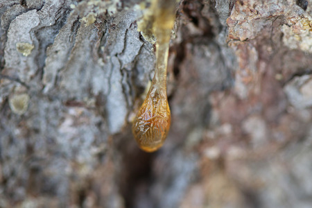 The yellow drop of resin on a treeの写真素材