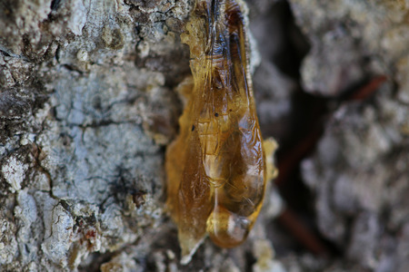 The yellow drop of resin on a treeの写真素材