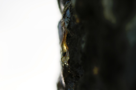 The yellow drop of resin on a tree