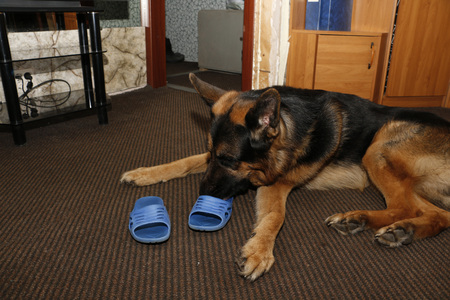 Big german shepherd dog in the roomの写真素材