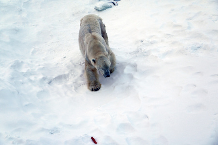 Polar bear in the zoo in the snow