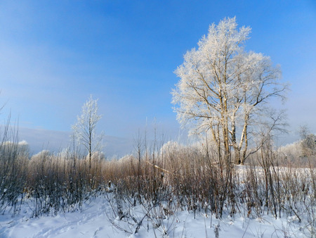 Trees in cold winter day and snowの写真素材