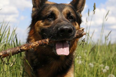 Dog german shepherd on the field in summer dayの写真素材
