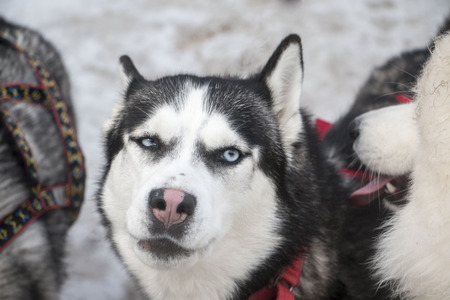 Beautiful husky dog in winter snowy dayの写真素材