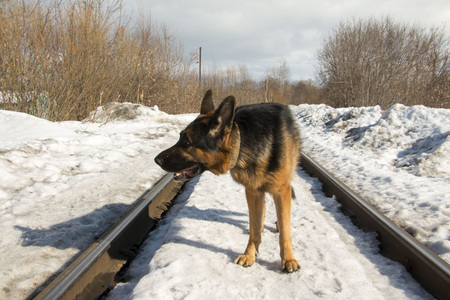 German shepherd dog on the railway roadの写真素材