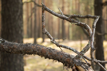 Branch in the forest in a sunny dayの写真素材