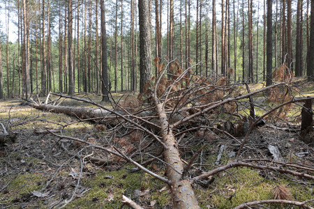 A fallen tree in a pine forestの写真素材
