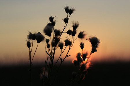 Nice red sunset in a summer eveningの写真素材