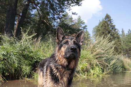 Wet dog german shepherd in a water in a summer dayの写真素材