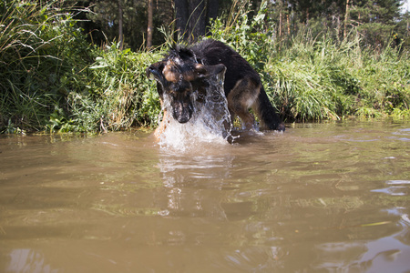 German shepherd dog catches fish in the lakeの写真素材