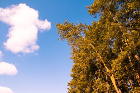 Forest and tree in a nice day